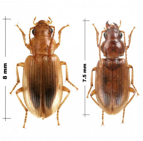 Dicheirotrichus obsoletus